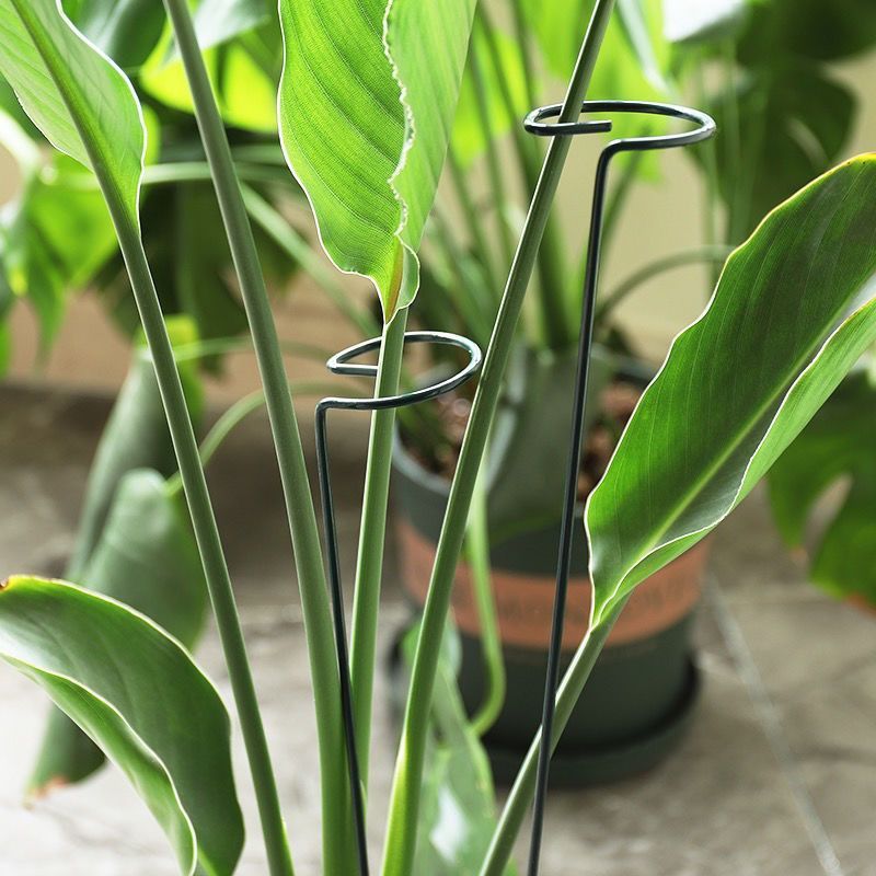 1/10pcs Garden Support Stake R - đánh giá và giá Florist Supp