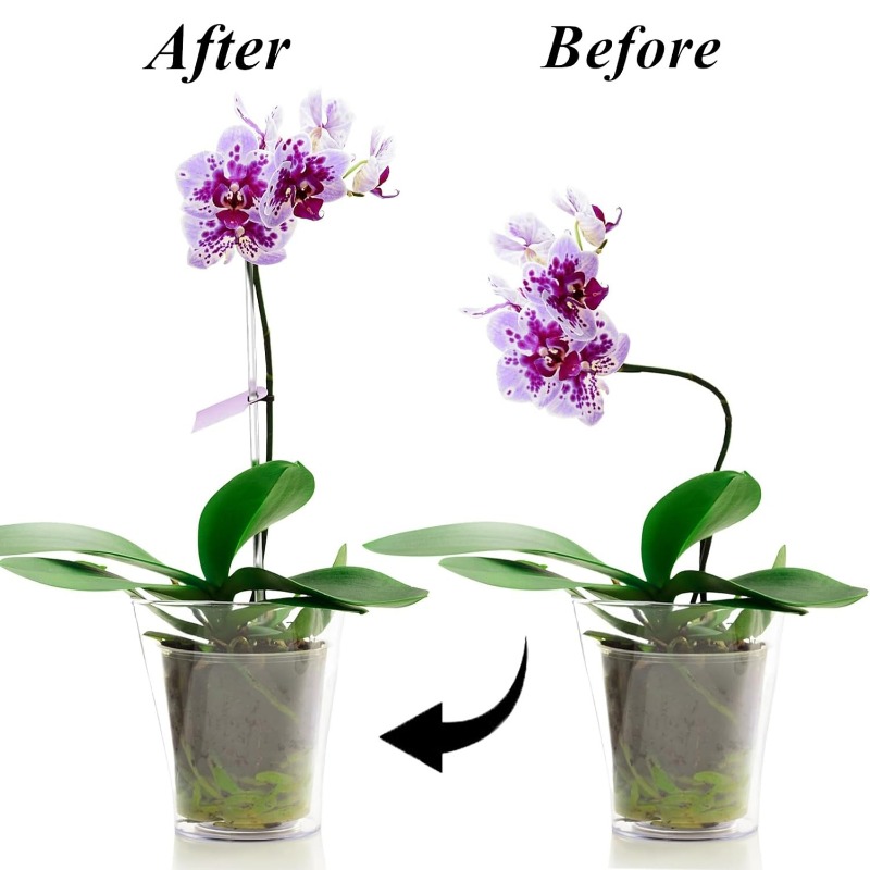 Reusable Clear Flower Support  - đánh giá và giá Florist Supp